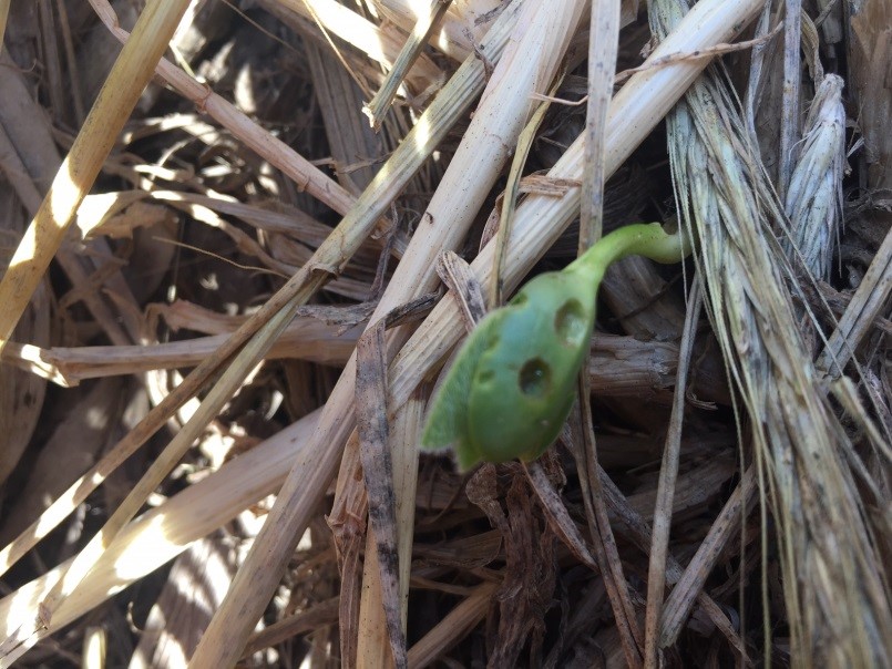 Image 1. Slug feeding injury to soybean cotyledons in no-till system with cereal rye cover. (Source: Growmark) Image 1. Slug feeding injury to soybean cotyledons in no-till system with cereal rye cover. (Source: Growmark)